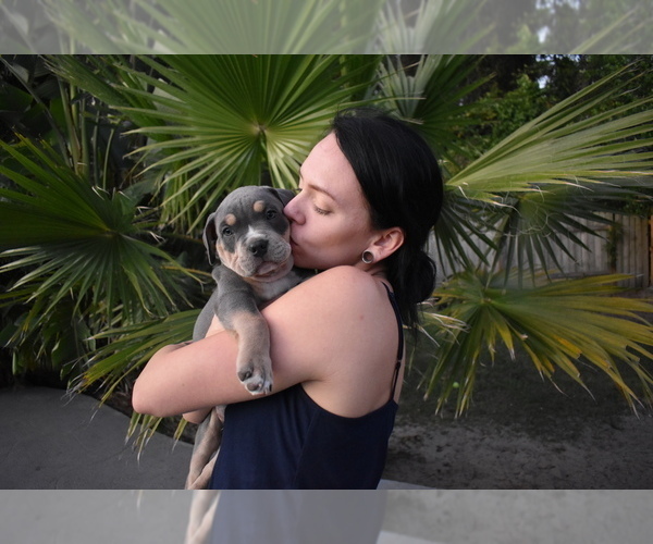 Medium Photo #3 American Bully Puppy For Sale in DELTONA, FL, USA