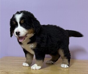 Bernese Mountain Dog Puppy for sale in WITHEE, WI, USA