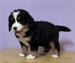 Small Bernese Mountain Dog