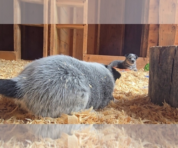 Medium Photo #10 Australian Cattle Dog Puppy For Sale in CURRAN, MI, USA