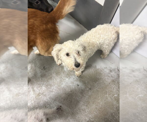 Medium Photo #3 Poodle (Miniature) Puppy For Sale in Studio City, CA, USA