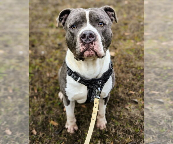 Medium Photo #5 American Staffordshire Terrier Puppy For Sale in Anniston, AL, USA