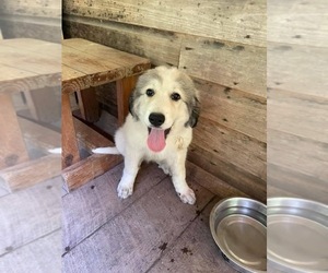 Great Pyrenees Puppy for sale in ELK PARK, NC, USA