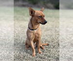 Small #2 Chihuahua Mix