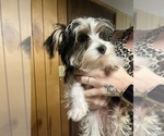 Small #18 Yorkshire Terrier