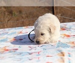 Small Photo #7 Goldendoodle Puppy For Sale in UNION CITY, TN, USA