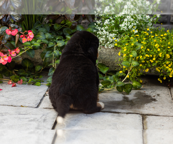 Medium Photo #4 Bernese Mountain Dog Puppy For Sale in MILLERSBURG, IN, USA