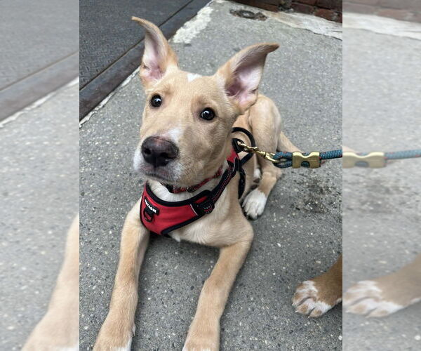 Medium Photo #10 Mutt Puppy For Sale in New York, NY, USA