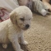 Small Photo #63 Goldendoodle Puppy For Sale in VACAVILLE, CA, USA