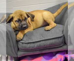 Small #2 Mastiff Mix