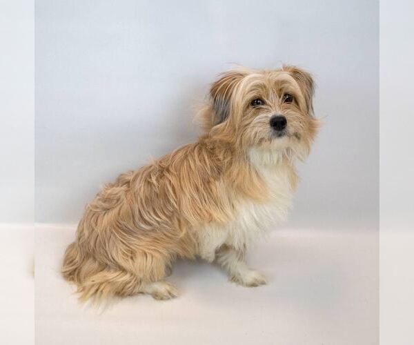 Medium Photo #4 Shih Tzu-Unknown Mix Puppy For Sale in Kennesaw, GA, USA