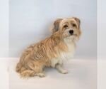 Small #3 Shih Tzu Mix