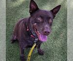 Small #2 Labrador Retriever Mix