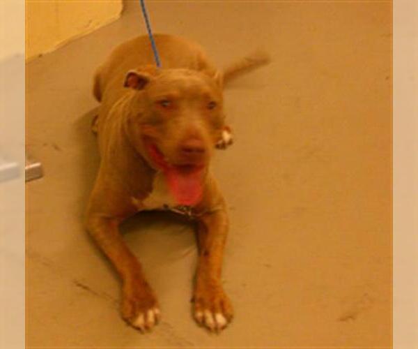 Medium Photo #1 American Pit Bull Terrier Puppy For Sale in Sanford, FL, USA