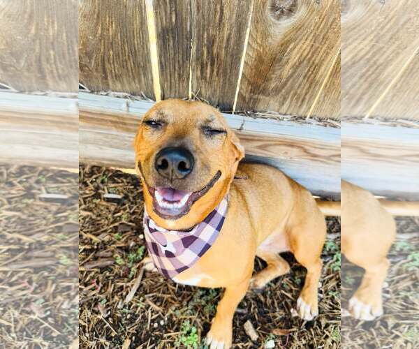 Medium Photo #5 Chiweenie Puppy For Sale in Houston, TX, USA