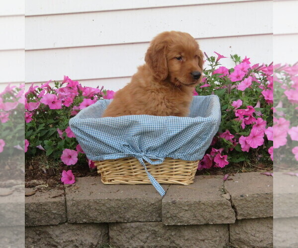 Medium Photo #30 English Cream Golden Retriever Puppy For Sale in ATHENS, WI, USA