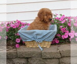 Small Photo #30 English Cream Golden Retriever Puppy For Sale in ATHENS, WI, USA