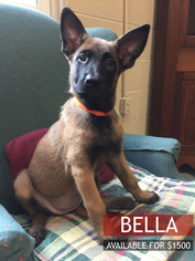 Belgian Malinois Puppy for sale in REDBUSH, KY, USA
