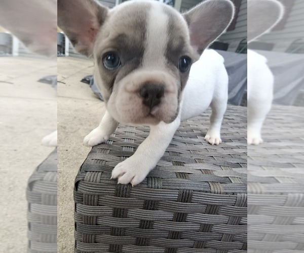 Medium Photo #3 French Bulldog Puppy For Sale in ASHLAND, OH, USA