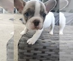 Small #2 French Bulldog