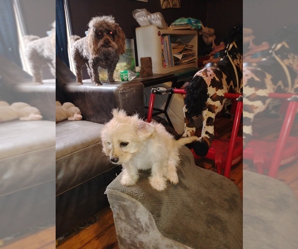 Medium Photo #1 Cavapoo Puppy For Sale in CANDLER, NC, USA