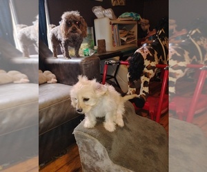 Medium Cavapoo