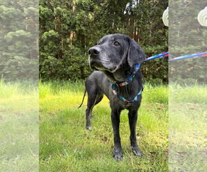 Labrador Retriever-Unknown Mix Dogs for adoption in Bellevue, WA, USA