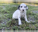 Small Photo #2 Dalmatian Puppy For Sale in MERRITT IS, FL, USA