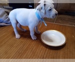 Small Photo #55 American Pit Bull Terrier-Labrador Retriever Mix Puppy For Sale in MOORESBORO, NC, USA