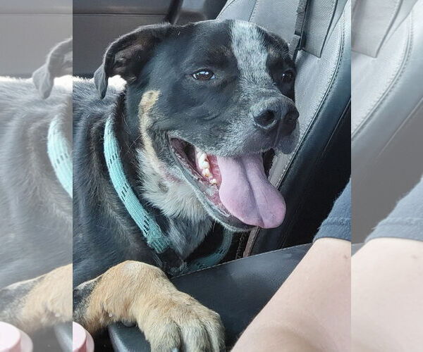 Medium Photo #2 American Pit Bull Terrier-Texas Heeler Mix Puppy For Sale in Visalia, CA, USA