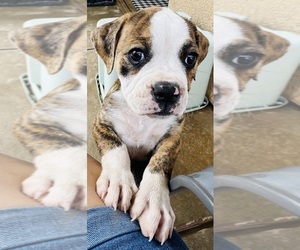 American Bulldog Puppy for sale in FRESNO, CA, USA