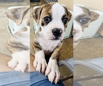 Small American Bulldog