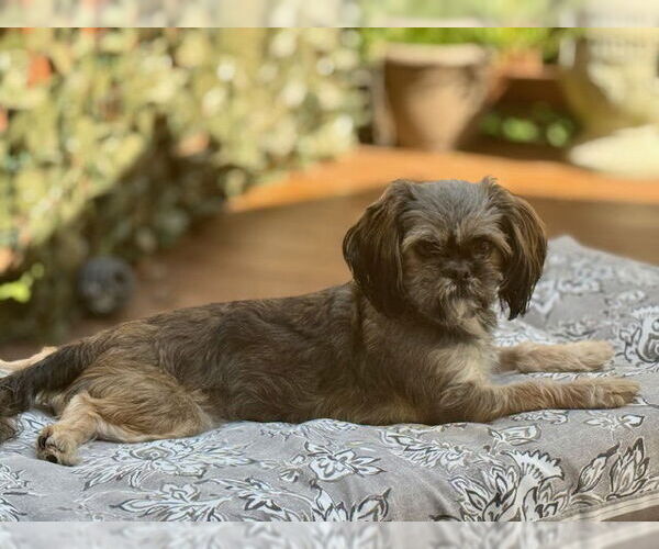Medium Photo #2 Shih Tzu Puppy For Sale in springfield, VA, USA