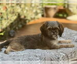 Small #1 Shih Tzu