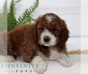 Goldendoodle (Miniature) Puppy for sale in LANCASTER, PA, USA