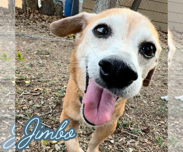 Medium Photo #8 Dachshund-Unknown Mix Puppy For Sale in San Antonio, TX, USA