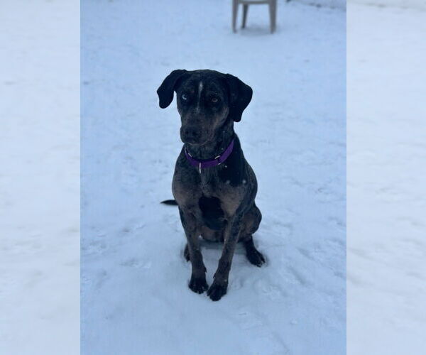 Medium Photo #5 Catahoula Leopard Dog Puppy For Sale in South Bend, IN, USA