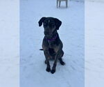 Small #4 Catahoula Leopard Dog