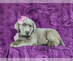 Small #3 Labrador Retriever