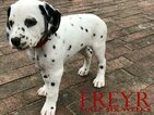 Small Photo #3 Dalmatian Puppy For Sale in ENID, OK, USA