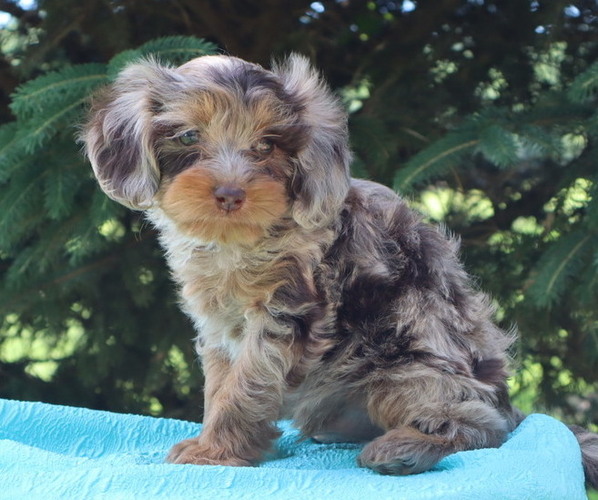 Medium Photo #4 Cavapoo Puppy For Sale in THORP, WI, USA