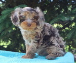 Small #3 Cavapoo