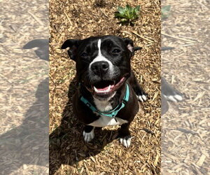 Mutt Dogs for adoption in Rustburg, VA, USA