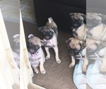 Small Photo #1 Pug Puppy For Sale in ALBUQUERQUE, NM, USA