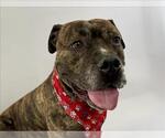 Small #2 American Pit Bull Terrier