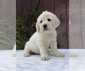 Labradoodle Puppy for sale in ELGIN, OR, USA