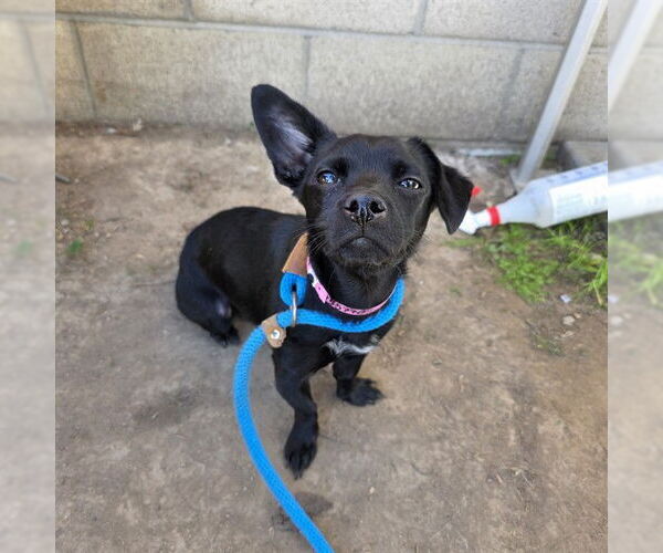 Medium Photo #1 Chiweenie Puppy For Sale in Long Beach, CA, USA