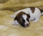 Small Photo #2 Havachon Puppy For Sale in WINSTON SALEM, NC, USA