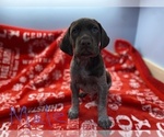 Small Photo #1 German Shorthaired Pointer Puppy For Sale in FRONT ROYAL, VA, USA