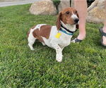 Small #3 Dachshund Mix